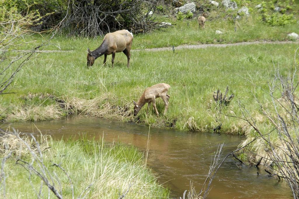 Wildwood Inn Estes Park Eksteriør bilde