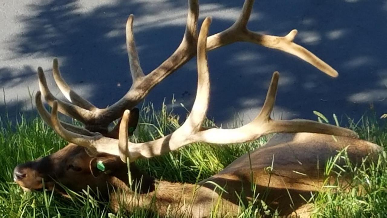 Wildwood Inn Estes Park Eksteriør bilde